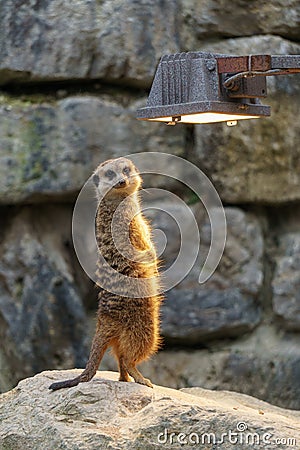 Meerkat enjoying the warm light Stock Photo