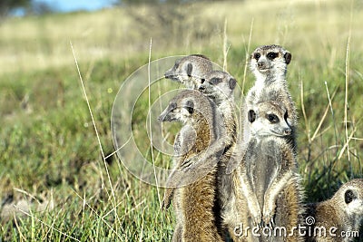 Meerkat family Stock Photo