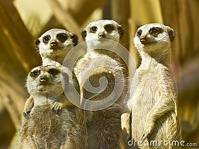 Meerkat family Stock Photo