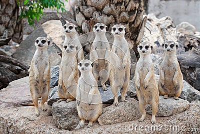 Meerkat Family are sunbathing Stock Photo