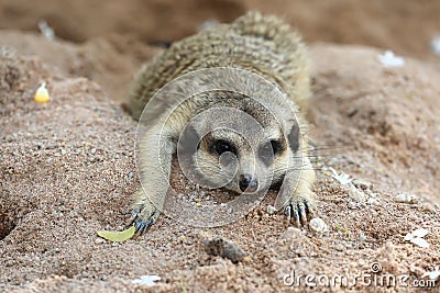 Meerkat Family are sunbathing Stock Photo