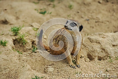 Meerkat sitting on sand watching others Stock Photo