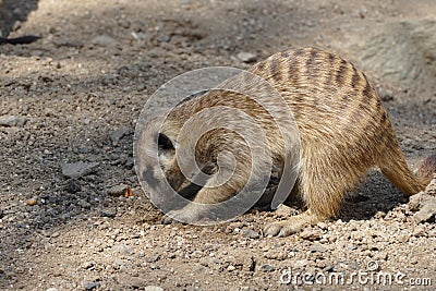 Meerkat Stock Photo