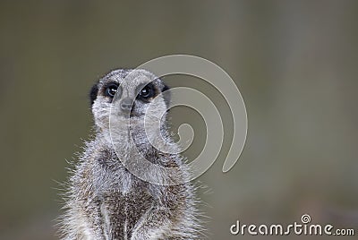 Meerkat on guard Stock Photo