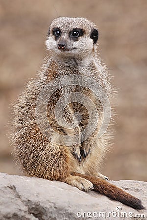 Meerkat on guard Stock Photo