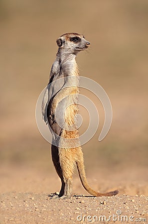 Meerkat on guard Stock Photo