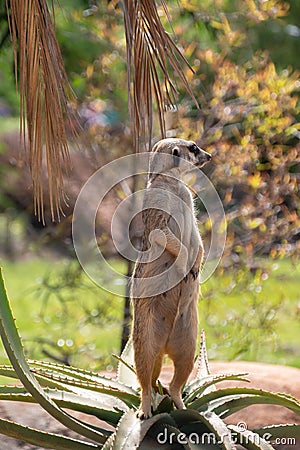 Meerkat on Guard Australia Zoo Editorial Stock Photo