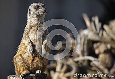 Meerkat guard Stock Photo