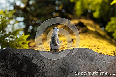 Meerkat keeps watch Stock Photo