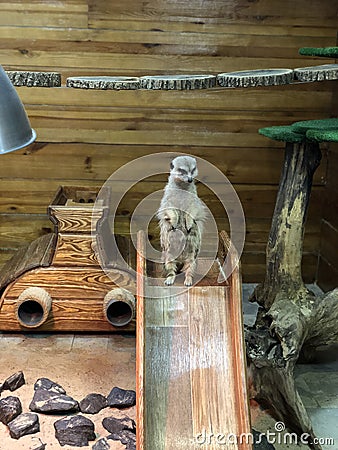 Meerkat is on guard, protects his family in the petting zoo Stock Photo