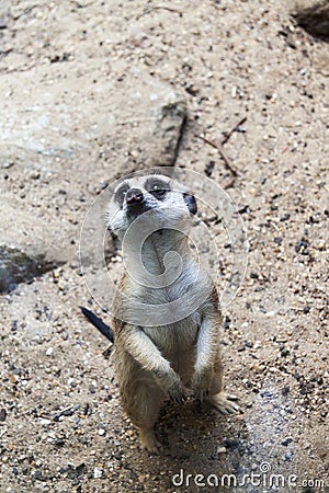 Meerkat Guard Stock Photo