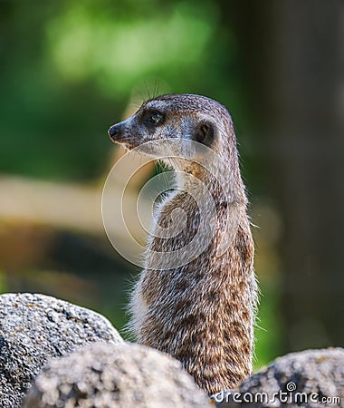 Meerkat guard sitting upright on a rock Stock Photo