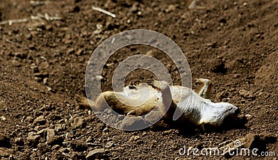 Meerkat on guard their nest in Africa Stock Photo