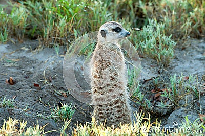 Meerkat keeps watch in natural habitat, Botswana, Africa. Looking for enemies Stock Photo