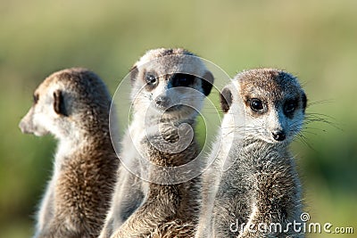 Meerkats in Africa, three cute meerkats guarding in natural habitat, Botswana, Africa Stock Photo