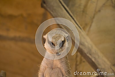 Meerkat head in sawdust Stock Photo