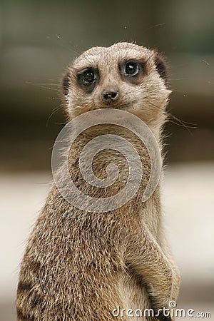 meerkat Stock Photo