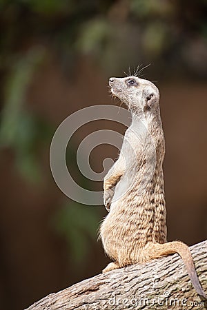 Meerkat Stock Photo