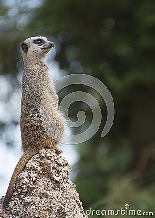 Meerkat Stock Photo