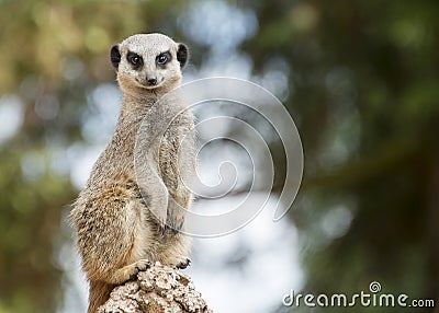 Meerkat Stock Photo