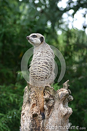 Meerkat looking to the left Stock Photo