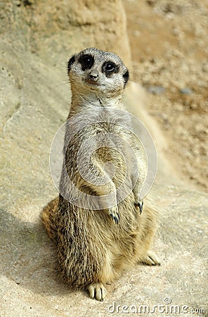 Meerkat Lookout Stock Photo
