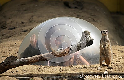 Meerkat lookout Editorial Stock Photo