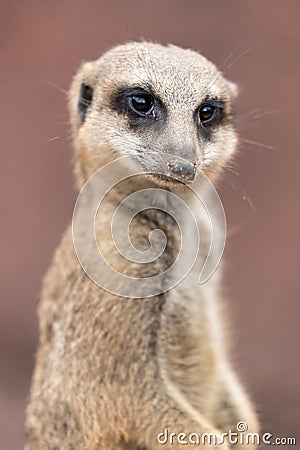 Meerkat Stock Photo