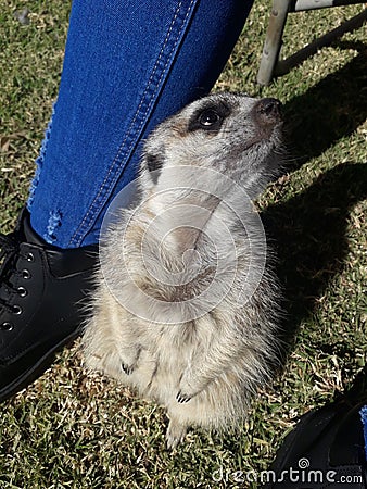 Meerkat nature friends Stock Photo