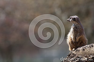 Meerkat nature image with copy space. Cute animal picture with s Stock Photo