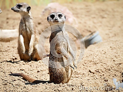 Meerkat at nature park Stock Photo