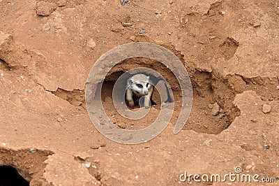 Meerkat in nest Stock Photo