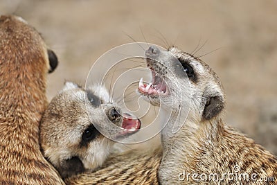 Meerkat with open mouth Stock Photo