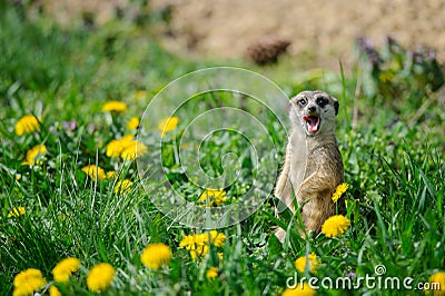 Meerkat with open mouth and stick out tongue Stock Photo