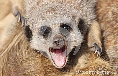 Meerkat open mouthed Stock Photo