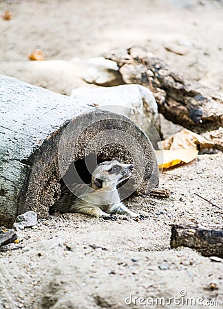 Meerkat in open safari Stock Photo