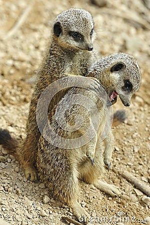 Meerkat Pair Stock Photo