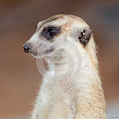 Meerkat Stock Photo