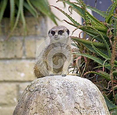 Meerkat predator mangustov mammal Savannah claws Stock Photo