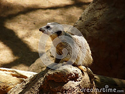 A meerkat in profile and watching for predators near its burrow Stock Photo