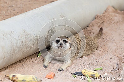 Meerkat rest on the ground after eating food. Stock Photo