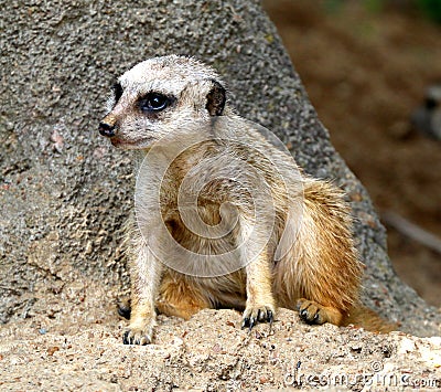 A Meerkat Rest In The Shade Stock Photo