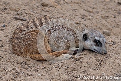 Meerkat resting, laying on the ground with eyes open Stock Photo
