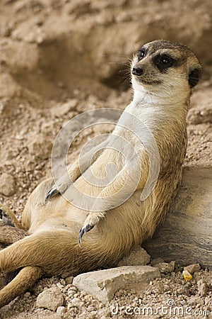 Meerkat resting in open zoo of Thailand Stock Photo