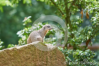 Meerkat on a rock Stock Photo