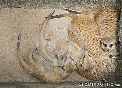 Meerkat`s warm family is sleeping. Stock Photo