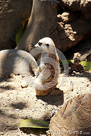 A meerkat Editorial Stock Photo