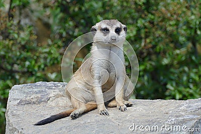 Meerkat Stock Photo