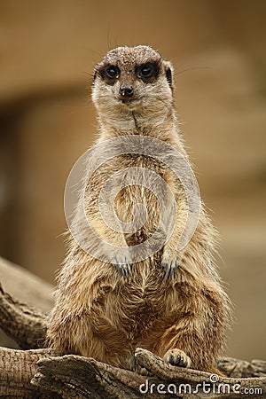 A Meerkat sitting on a branch, face on Stock Photo