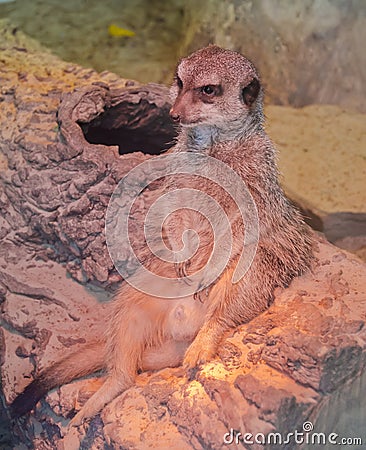 Meerkat sitting in a funny pose Stock Photo